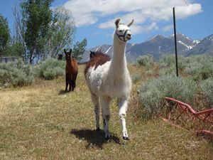 at Sri Sri Radha Krishna Temple in Spanish Fork