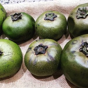 Black sapote. Make your own began chocolate mousse with this incredible fruit, add raw cacao and ripe bananas and blend with coconut sugar for healthy dessert that will impress. at The Healthy Hub in Cairns