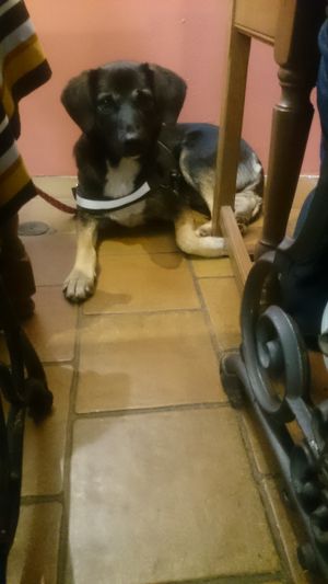 Calm and well educated dogs allowed :) at Le Petit Pressoir in Liege