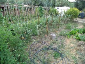Growing tomatoes right next to the store at Quinta dos 7 Nomes in Sintra