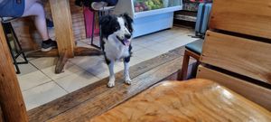 The restaurant dog, Inti. at Curcuma in El Chalten