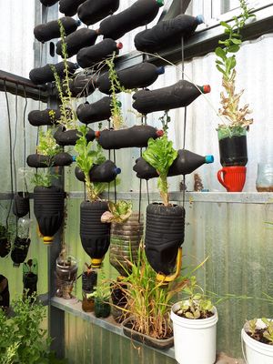 Greenhouse at Curcuma in El Chalten