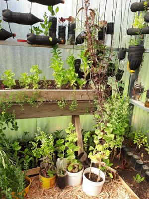 Greenhouse at Curcuma in El Chalten