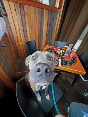 Someone approved of the veggie sausage! at Solstice Pizza in Hood River