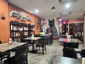 Serious looking cat 🐈‍⬛  at The Black Cat Cafe in Kuala Lumpur