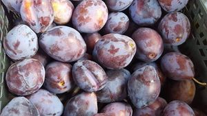 Some of the produce from Tymo turgus. at Tymo Turgus in Vilnius