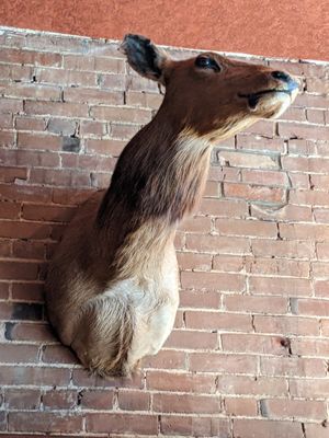  at The Mud House in St Louis