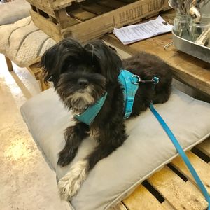 This vegan cafe is dog friendly  at Cupcakes and Shhht in East London