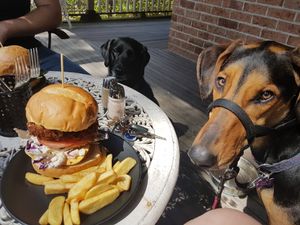 Even the dogs were jealous. Yum! at Bonta Vera in Minmi