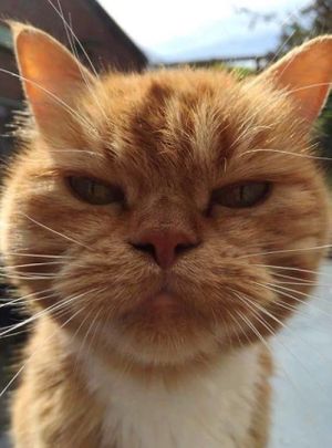 Apprentice Chef at Lost Lounge in Chiang Mai