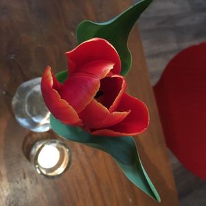 Table tulips at Hoezo in Leiden