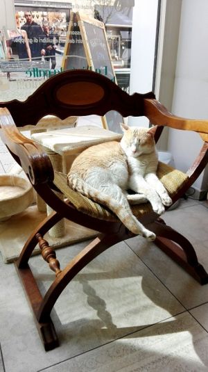 This one really seemed to be the king of the place! at MiaGola Caffe - Giovanni Amendola in Turin