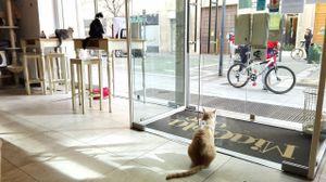 Happy kitties @ MiaGola Caffè at MiaGola Caffe - Giovanni Amendola in Turin