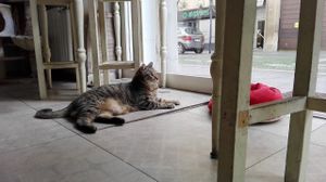 One of the café's inhabitants at MiaGola Caffe - Giovanni Amendola in Turin