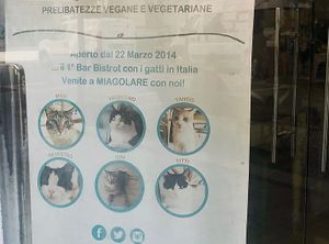 Resident cats at MiaGola Caffe - Giovanni Amendola in Turin