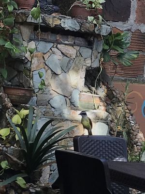 Outdoor seating area with a visitor  at Tulsi Plant Based in Envigado