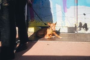 VEGAN SUNDAYS at The Green Market Berlin in Berlin