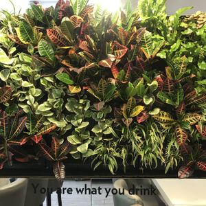 Love a green wall! at The Juice Smith in Cobham