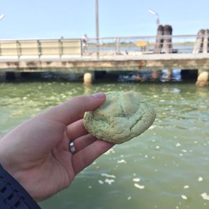 Pistachio cookie!  at Panificio Garbo Giorgio in Venice