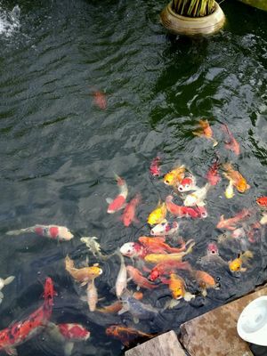garden pool at Vitking House II in Siem Reap