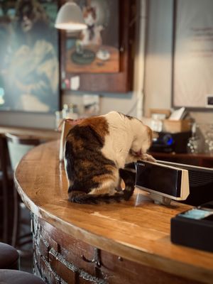 Kitty! at Dit e Nat in Pristina