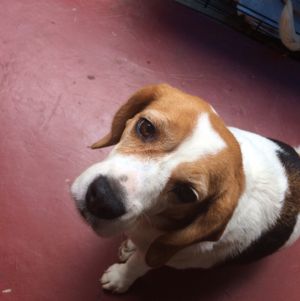 the Maitre d' at Plernpai Vegetarian Cafe in Mae Hong Son