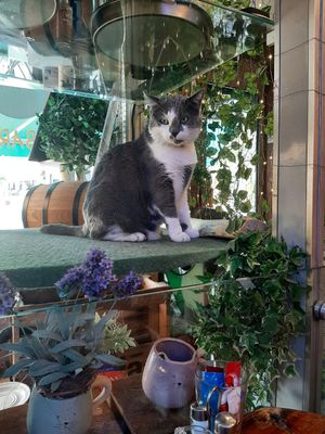 meow at Cosy Lunch in Rouen