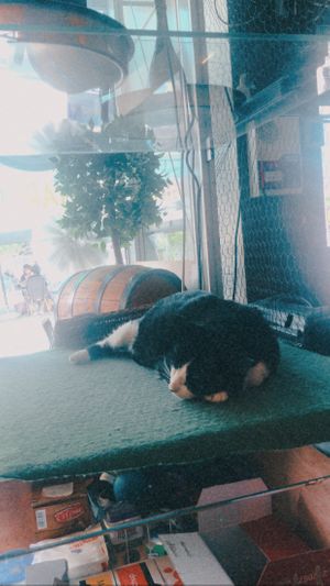 😻 at Cosy Lunch in Rouen