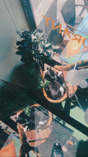 Cute cats in their baskets at Cosy Lunch in Rouen