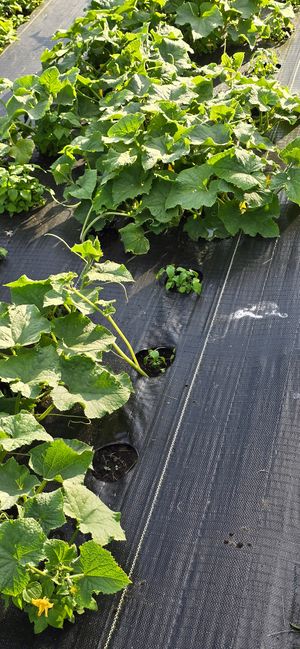  at LT Organic Farm Restaurant in Waukee