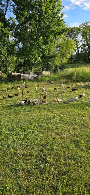  at LT Organic Farm Restaurant in Waukee