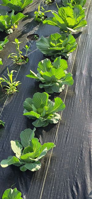  at LT Organic Farm Restaurant in Waukee