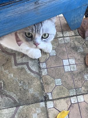 Cuddly cat  at Am Vegetarian & Hideaway in Hoi An