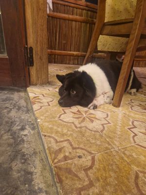  at Am Vegetarian & Hideaway in Hoi An