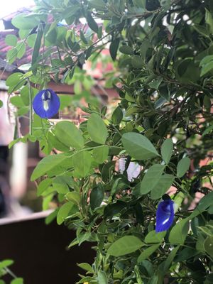 Anchan flower in garden at Pink House Garden in Chiang Mai