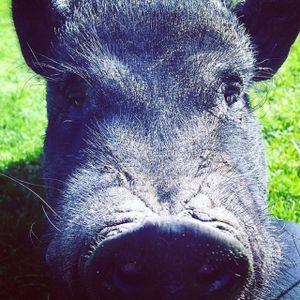 Herman. at Pebble Cove Farm Inn in Orcas Island