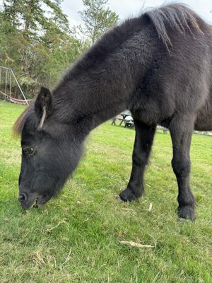   at Pebble Cove Farm Inn in Orcas Island