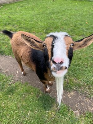   at Pebble Cove Farm Inn in Orcas Island