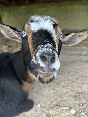   at Pebble Cove Farm Inn in Orcas Island
