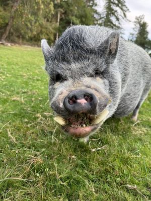   at Pebble Cove Farm Inn in Orcas Island