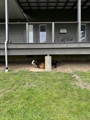   at Pebble Cove Farm Inn in Orcas Island