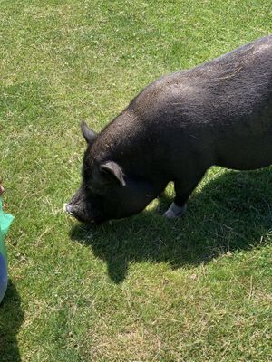 Cute pigs at Pebble Cove Farm Inn in Orcas Island