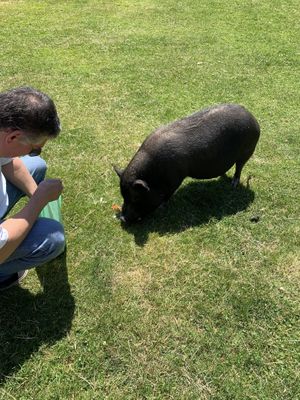 You can feed all the animals  at Pebble Cove Farm Inn in Orcas Island