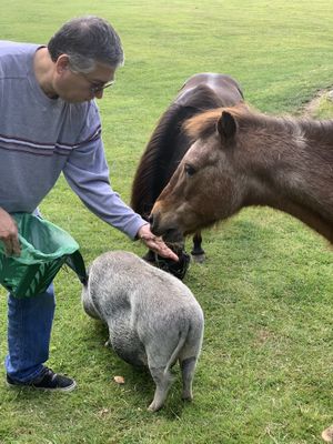 Feeding the animals  at Pebble Cove Farm Inn in Orcas Island