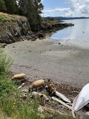 Goat  at Pebble Cove Farm Inn in Orcas Island
