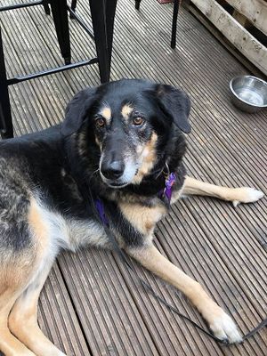 More Bella pics on their dog friendly patio. at Bonobo Cafe in Aberdeen