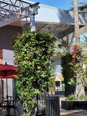 Beautiful Day To Enjoy Our Smoothie Outside. at Nekter Juice Bar in Tempe