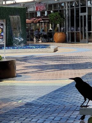 Birds Chirping 🎶 at Nekter Juice Bar in Tempe