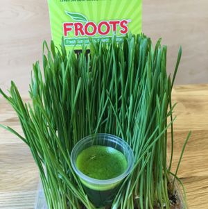 wheatgrass shot at Froots in Miami