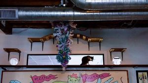 Cat at Blue Cat Cafe in Austin